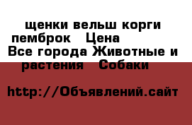 щенки вельш корги пемброк › Цена ­ 50 000 - Все города Животные и растения » Собаки   